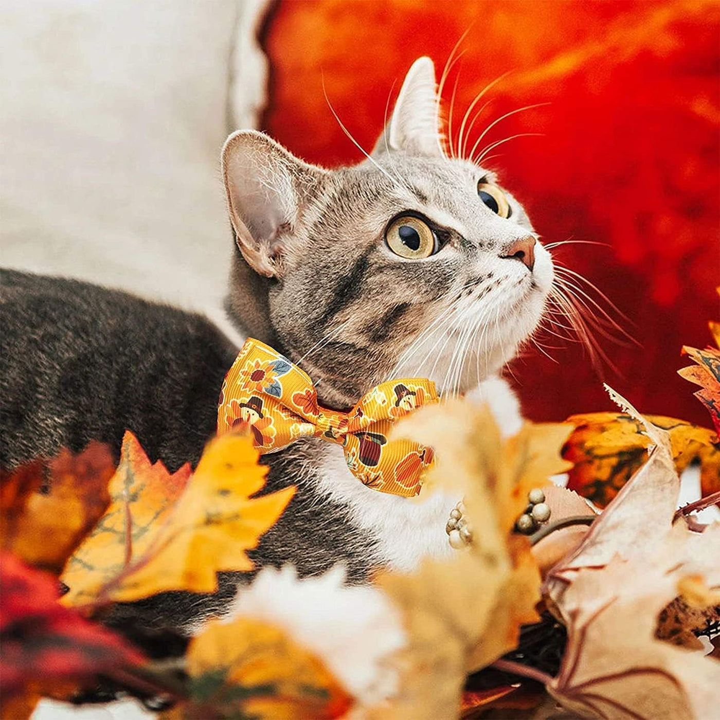 Paquete de 2 collares de gato de Acción de Gracias con pajarita y campana, gatito, otoño, vacaciones, pavo y calabaza, para niños, niñas, hombres y mujeres (patrón 1)