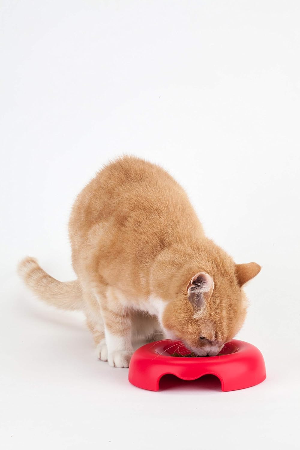 United Pets Kitty Pink Eco-Friendly Design Polypropylene Cat Feeder Small Feeder for Cats