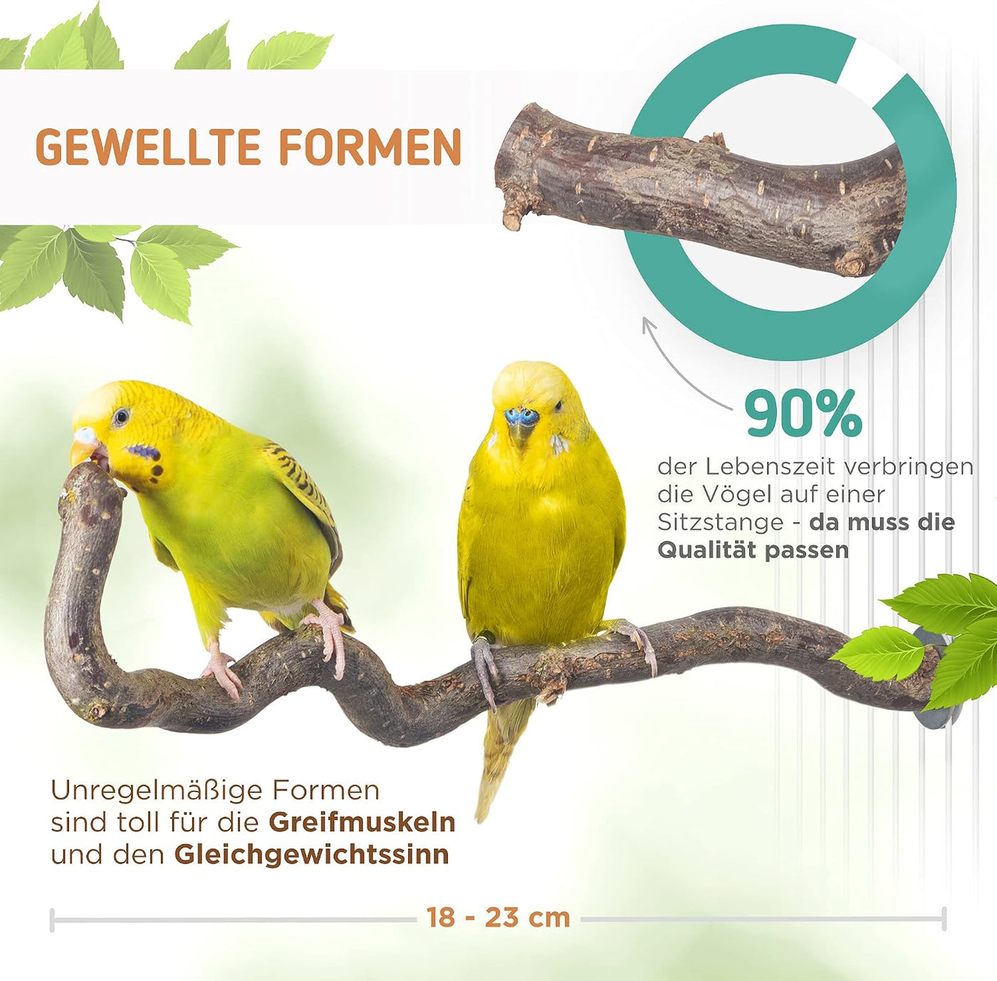 3 Curved Natural Wood Hazelnut Corkscrew Hangers for Parakeets | Natural Wood Branches as Important Accessory for Birds