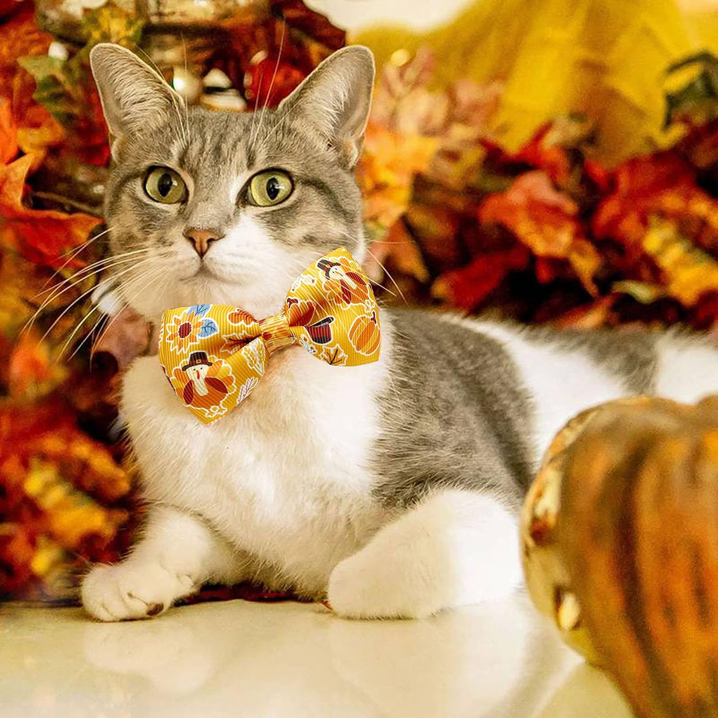 Paquete de 2 collares de gato de Acción de Gracias con pajarita y campana, gatito, otoño, vacaciones, pavo y calabaza, para niños, niñas, hombres y mujeres (patrón 1)